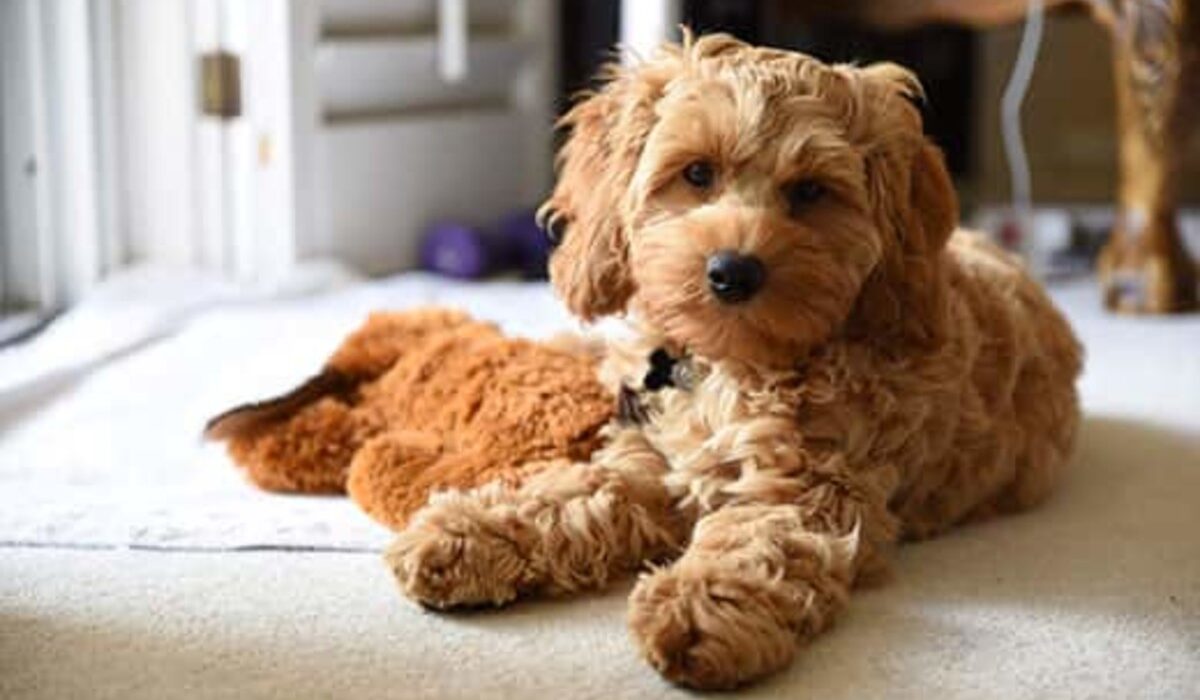 Do Cockapoos Like to Cuddle