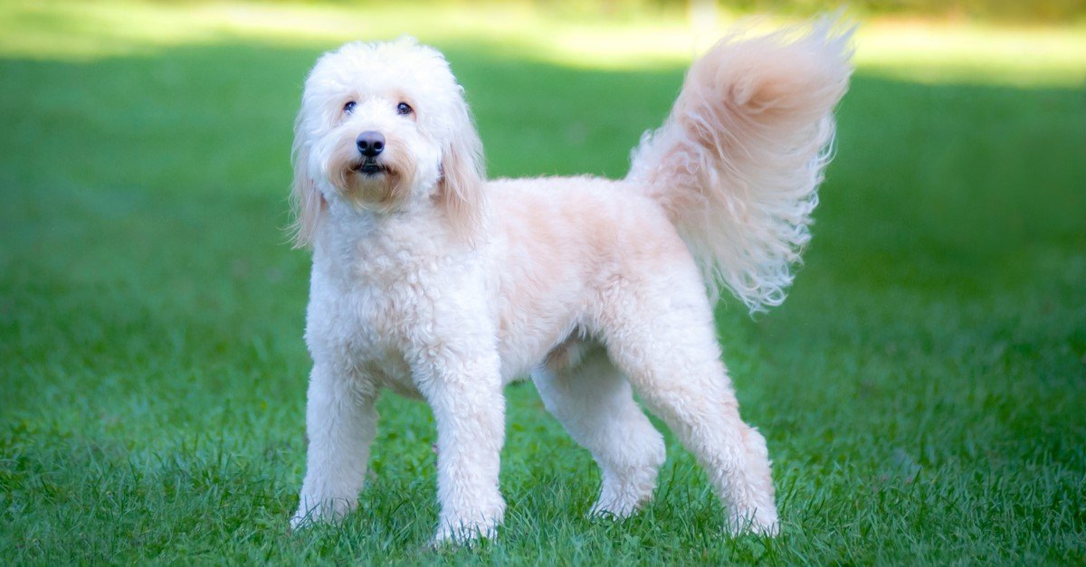 Goldendoodle skin issues