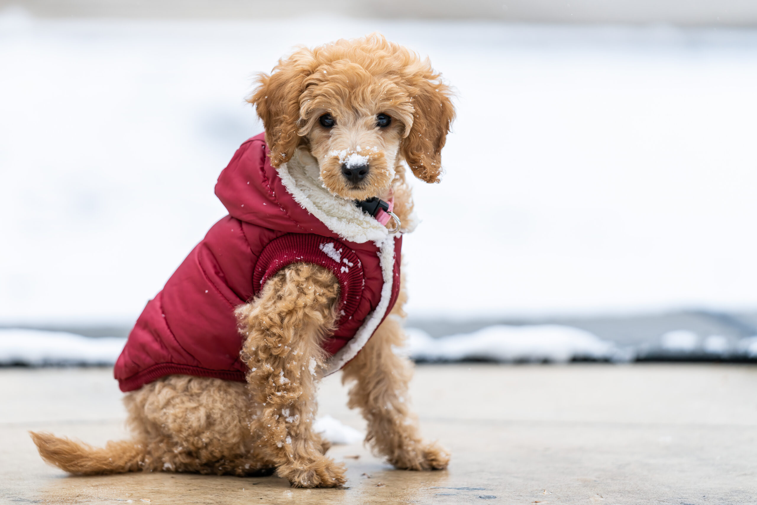 Finding the Right Goldendoodle and Labradoodle Coats for Winter