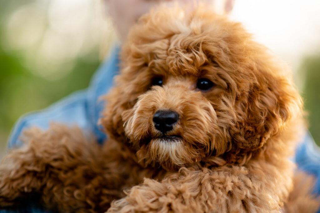 goldendoodle near me