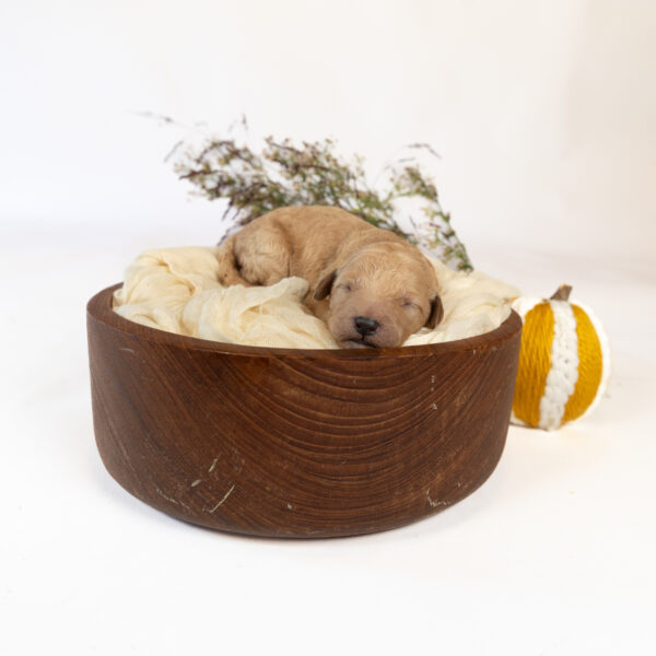 Ivy - Image 28