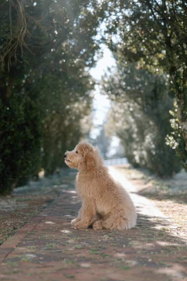 Ivy - Image 19