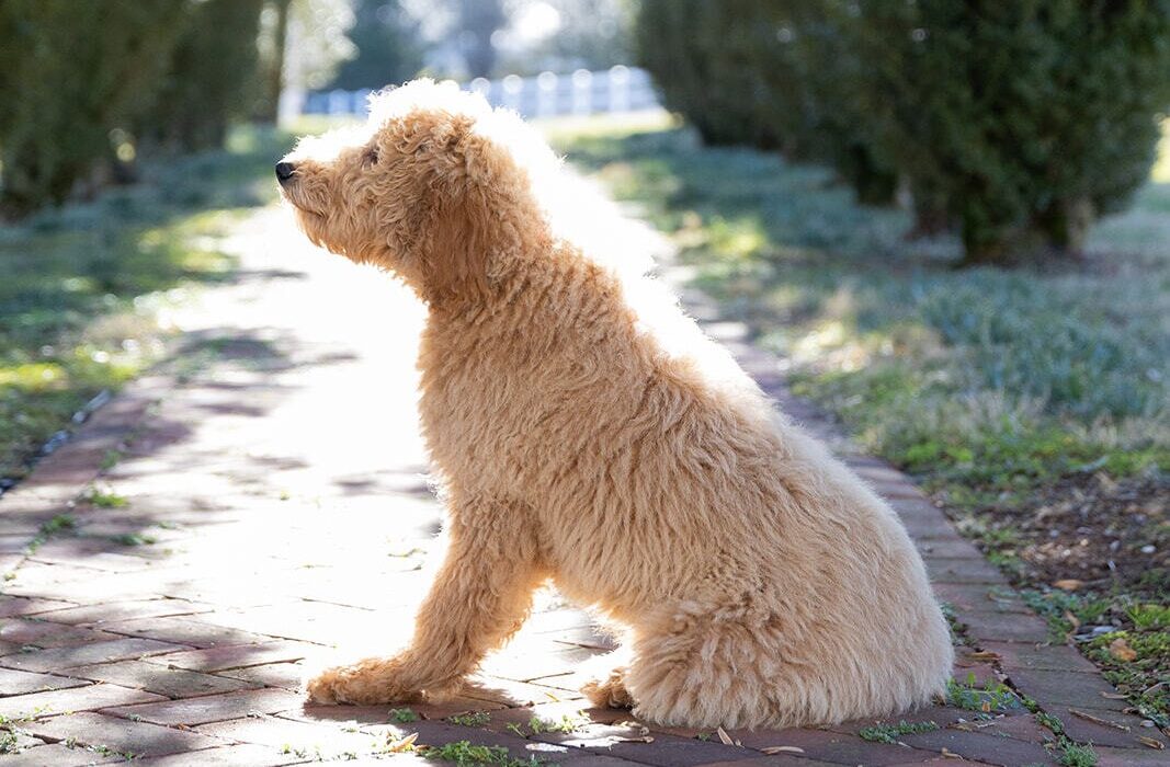 Ivy, a Goldendoodle from Much Ado About Doodles