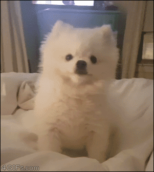 a puppy sneezing
