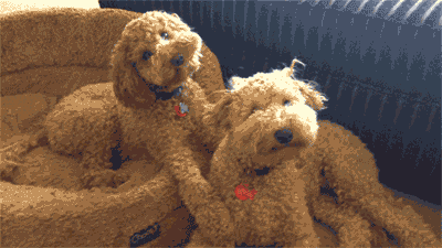 Goldendoodles tilting their heads