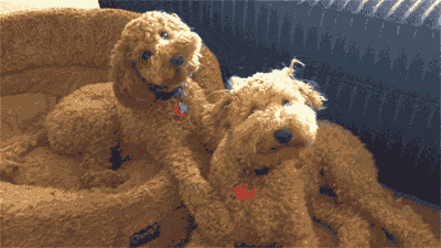 Goldendoodle puppies being playful
