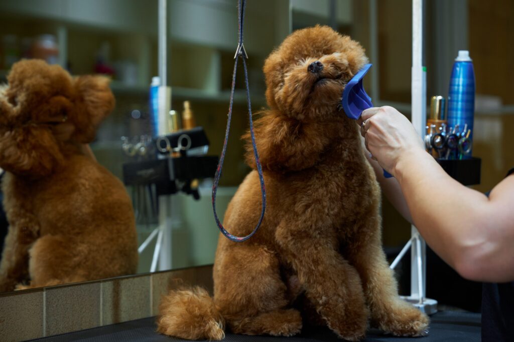 A pet groomer brushes a cooperative brown dog at a salon.