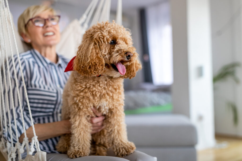 Portrait of cute brown toy Goldendoodle at home, daytime, indoors.