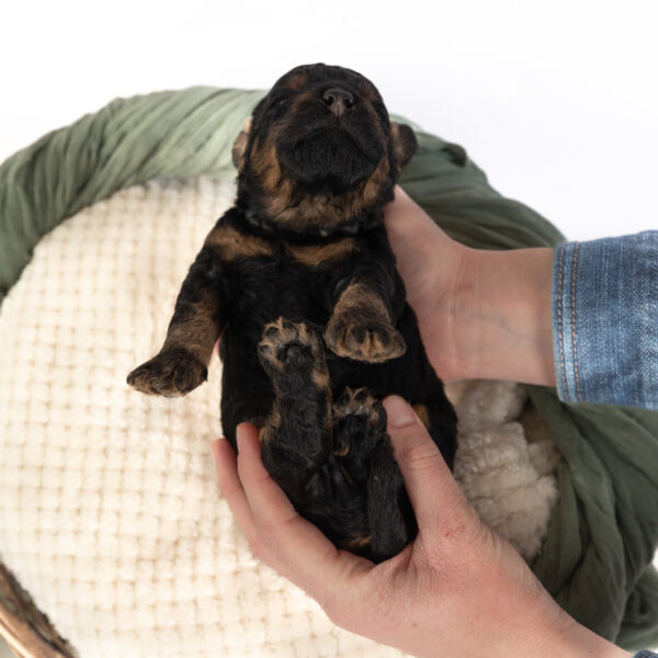 Colin - Image 6