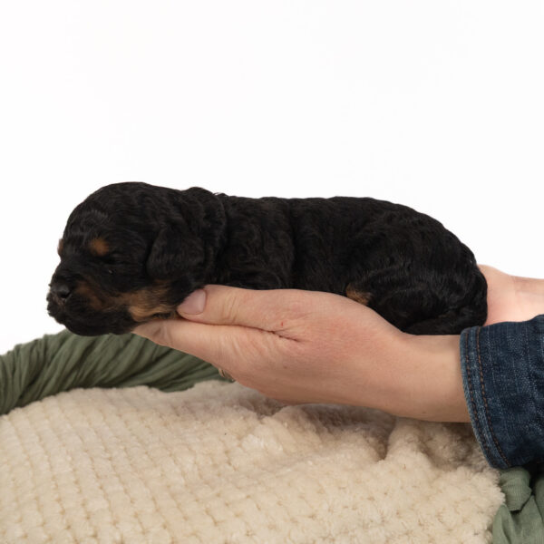 Colin - Image 7