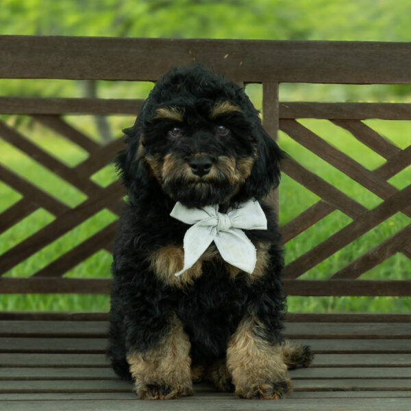 Colin - Image 2