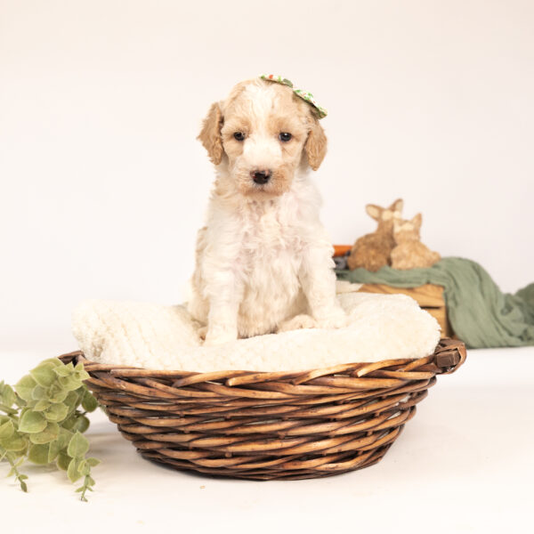 Jemima - Image 4