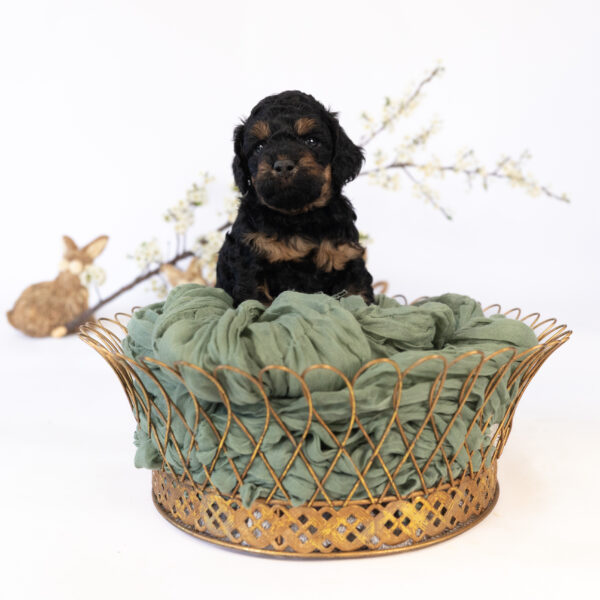 Colin - Image 4