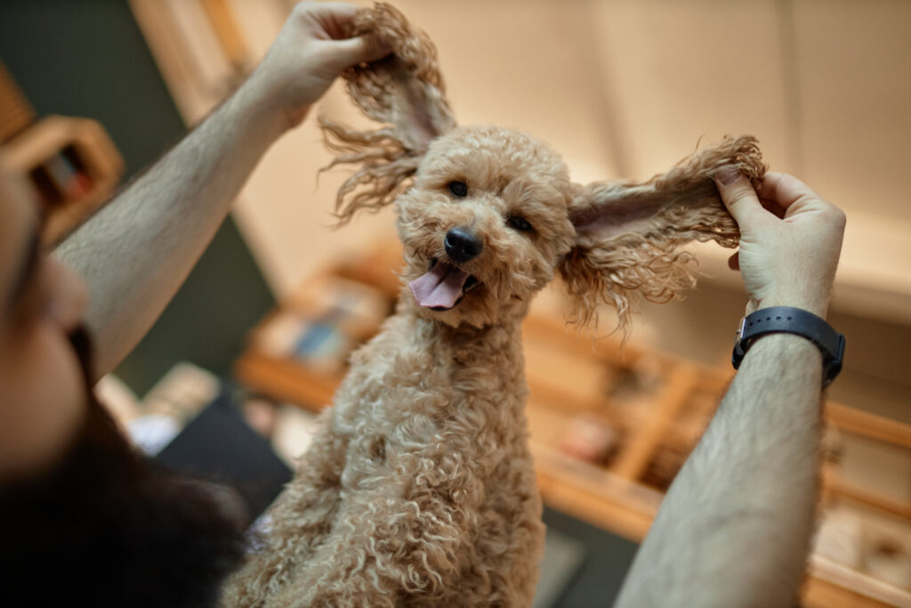 Person playfully stretching ears of fluffy poodle, creating humorous and joyful expression in indoor setting with blurred background