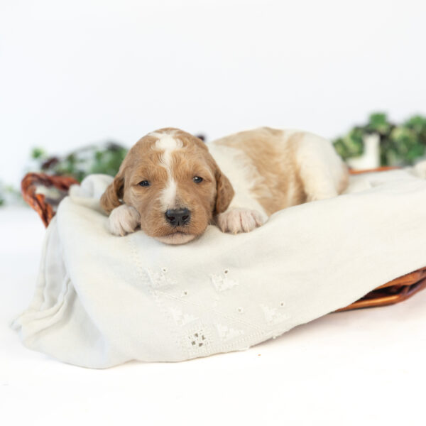 Minnie Mae - Image 6