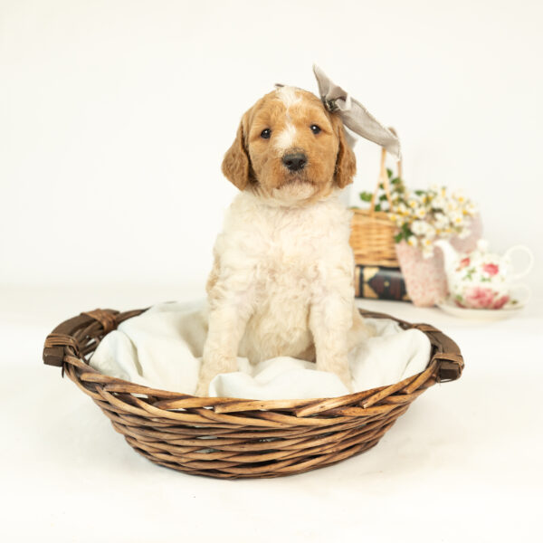 Minnie Mae - Image 5