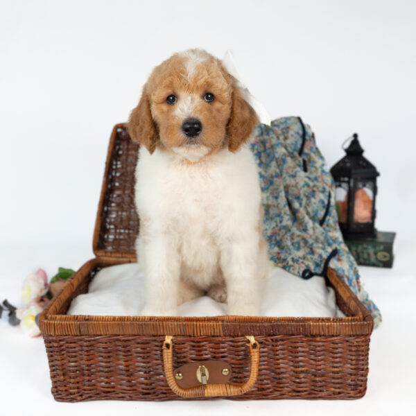 Minnie Mae - Image 4