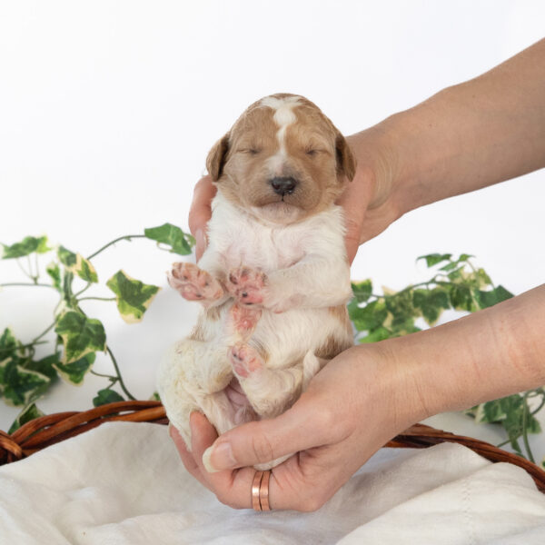 Minnie Mae - Image 8