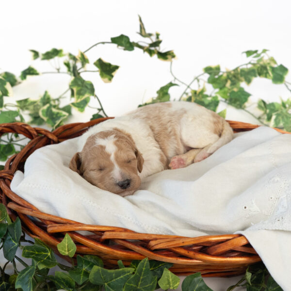 Minnie Mae - Image 7