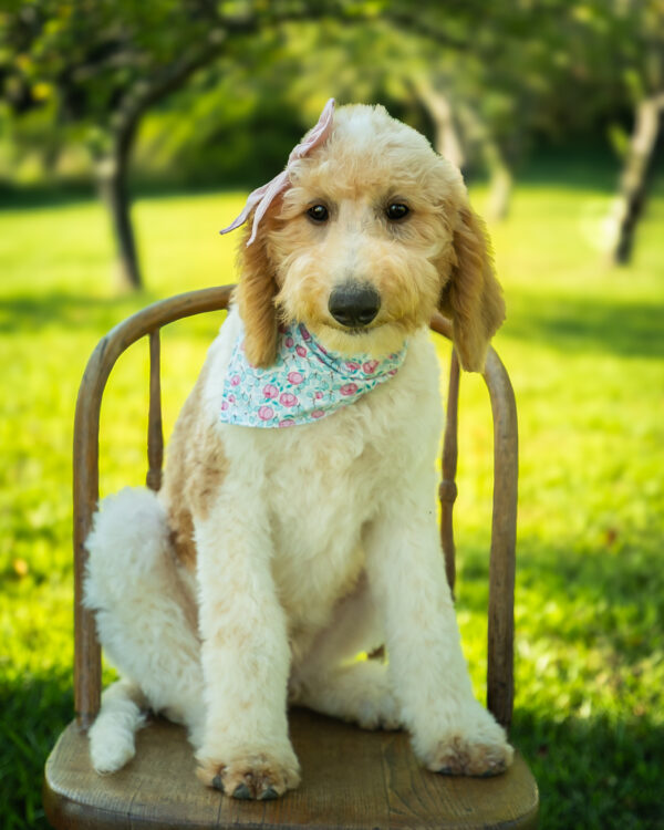 Minnie Mae - Image 2