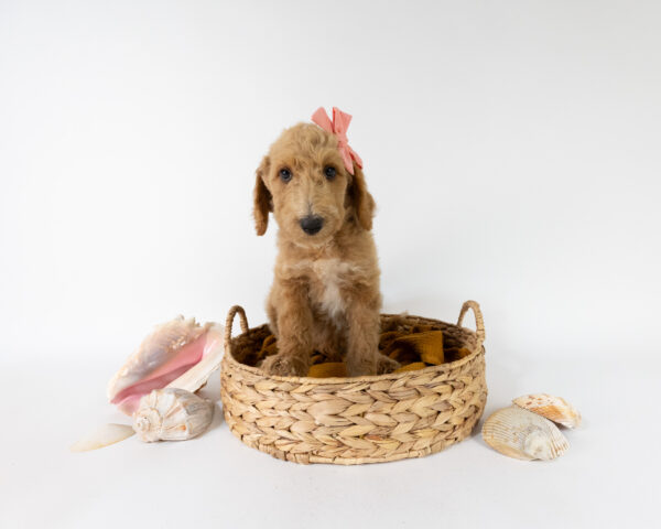 Belle - Image 2