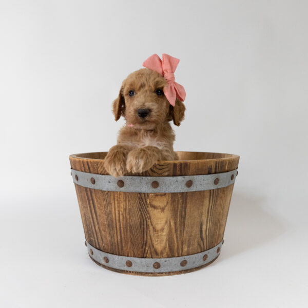 Belle - Image 4