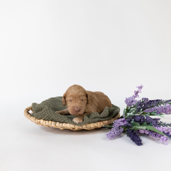 Eeyore - Image 9