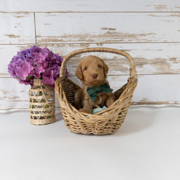 Eeyore - Image 6