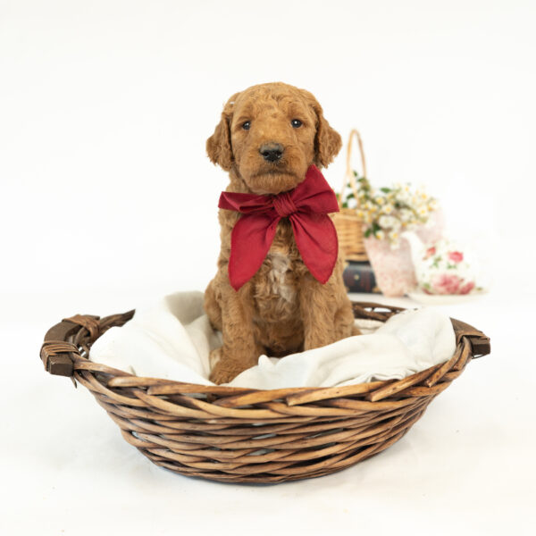 Clifford - Image 13