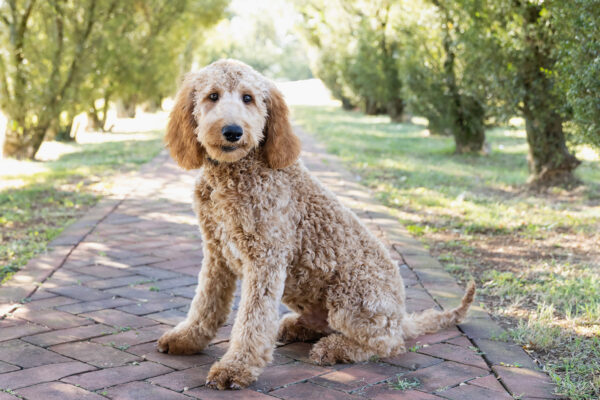 Clifford - Image 7