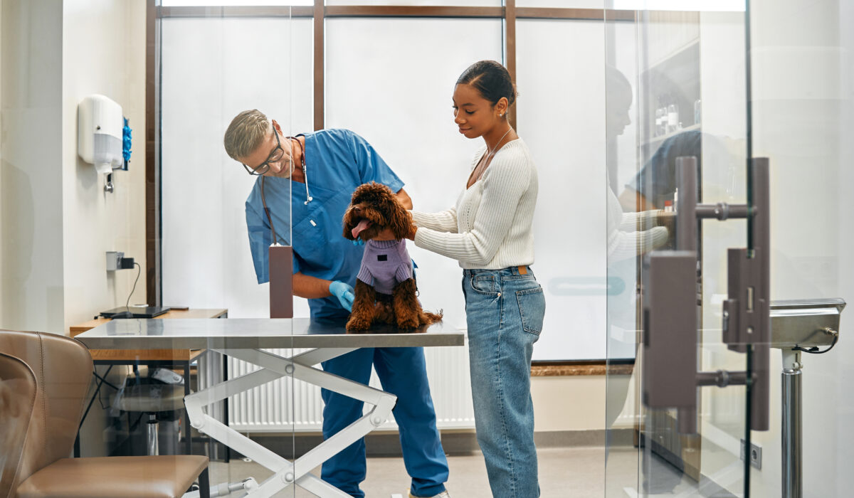 Vet working on a doodle dog