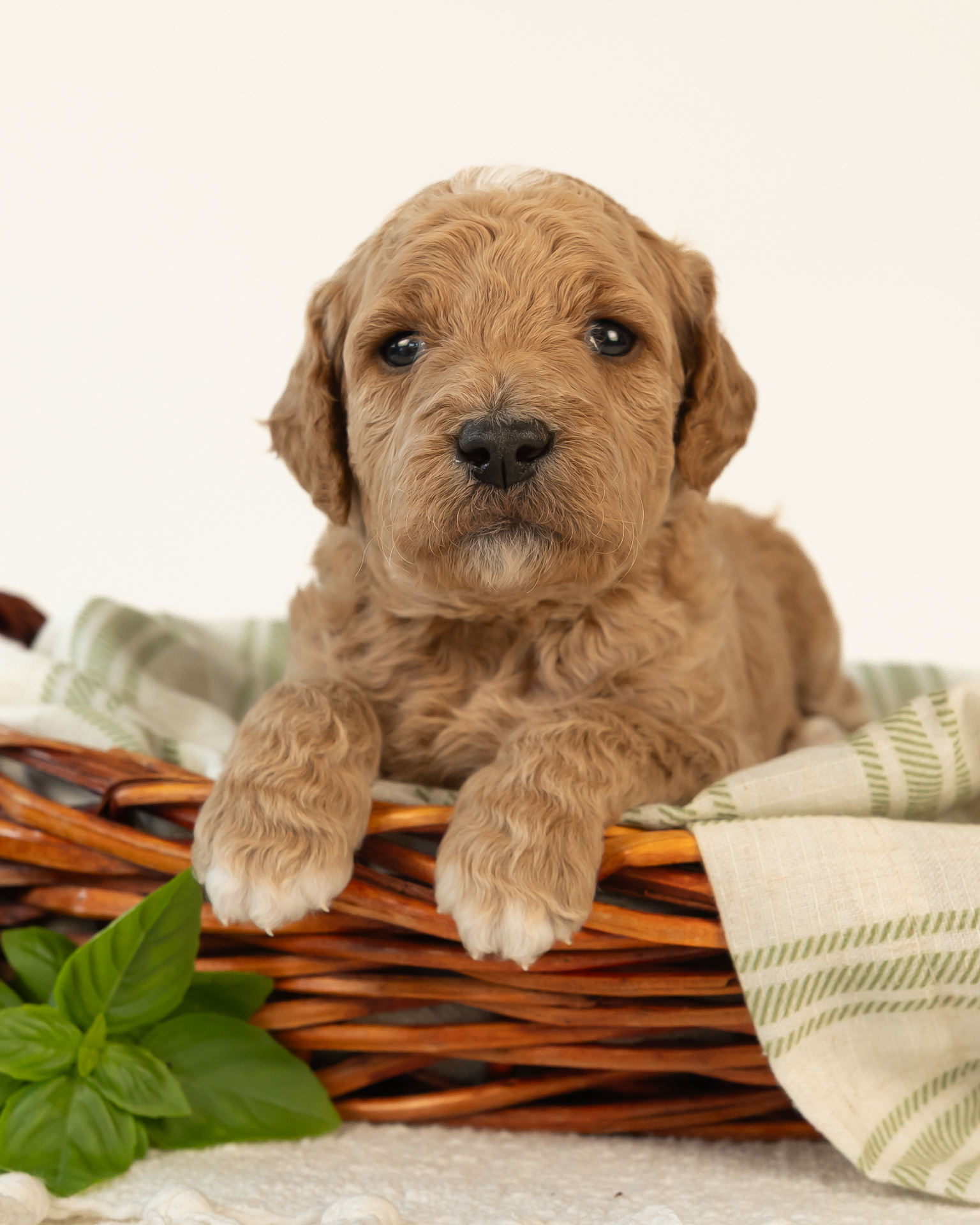 Penelope's Litter