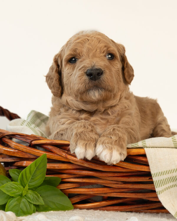 Basil - Image 2