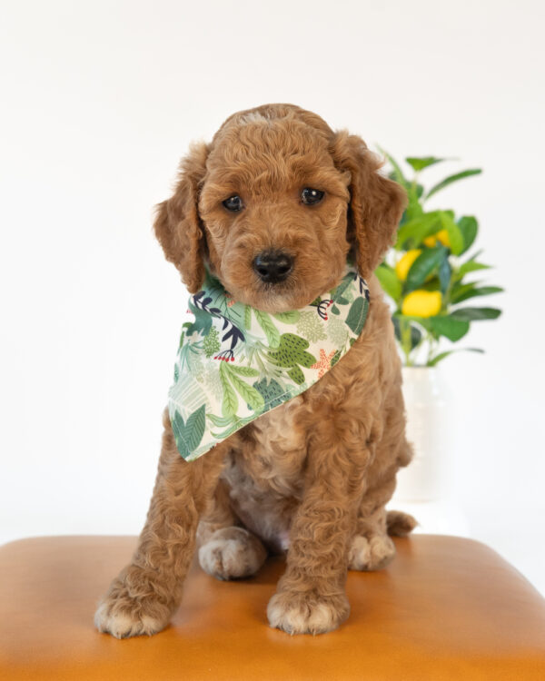 Basil - Image 2