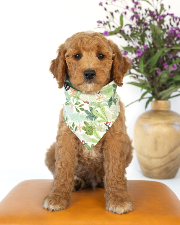 Basil