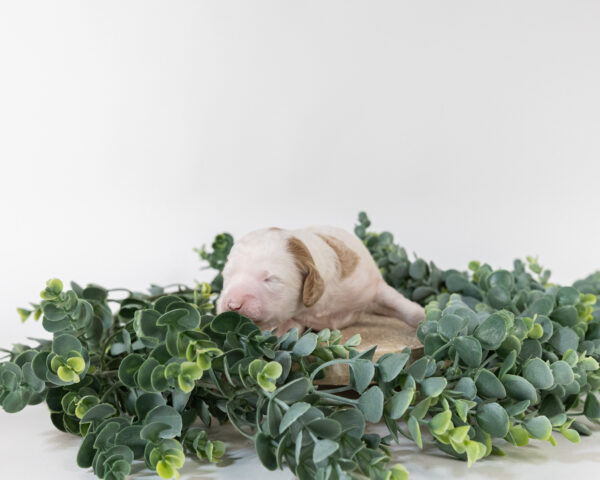 Bean - Image 3
