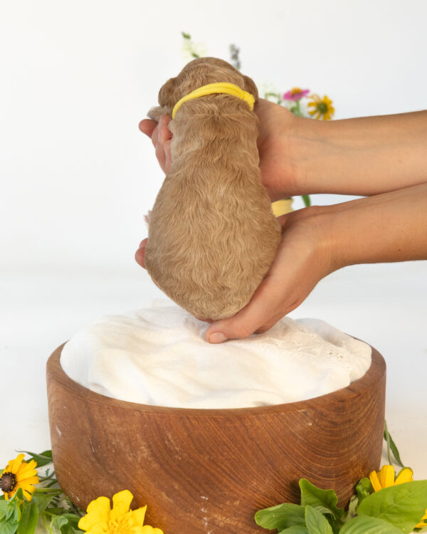 Basil - Image 6