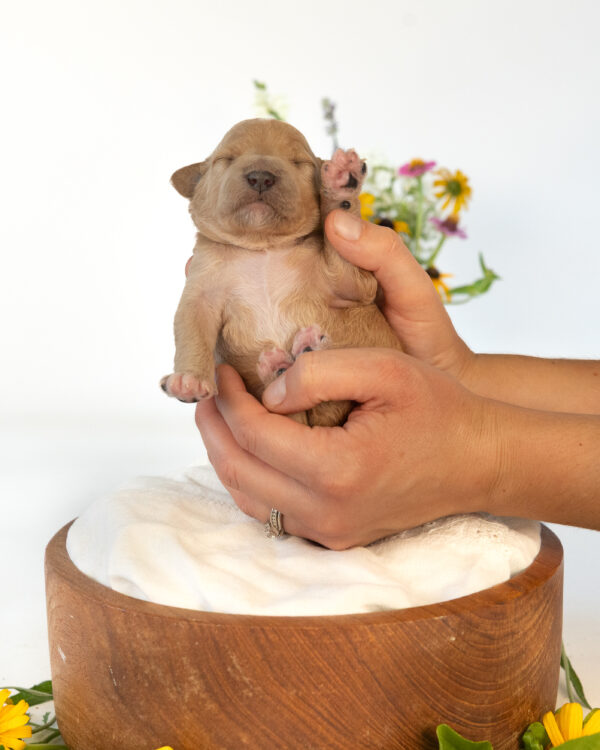 Basil - Image 4