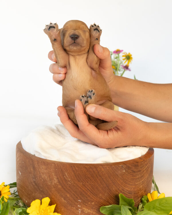 Pepper - Image 4