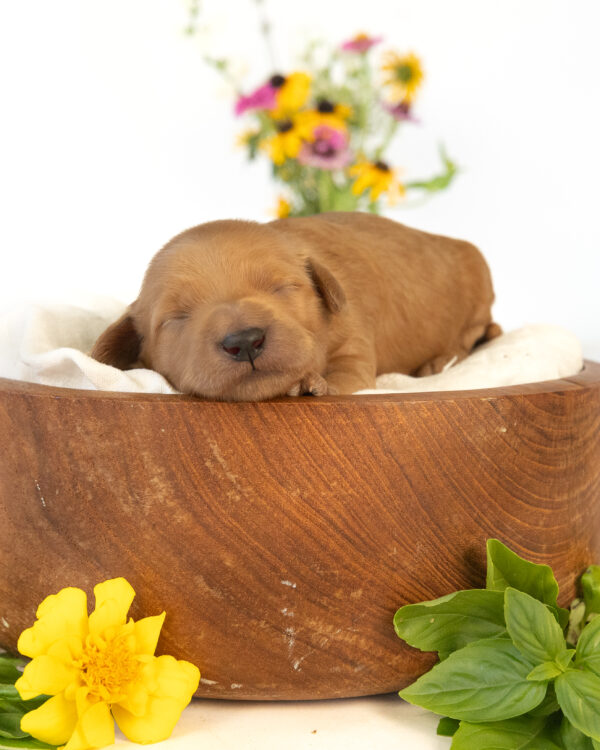 Pepper - Image 3