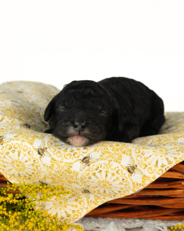 Bumble - Image 2