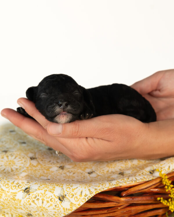 Bumble - Image 3