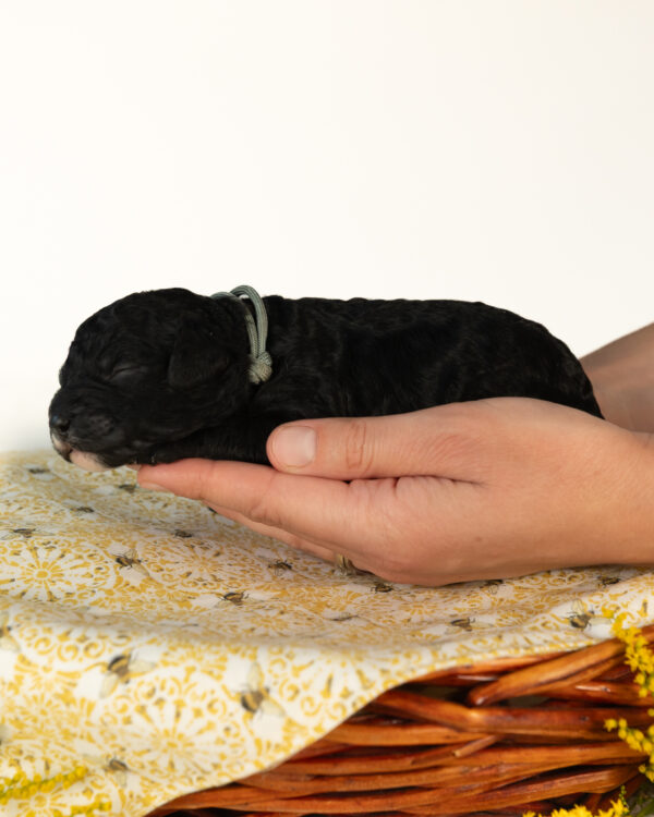 Bumble - Image 6