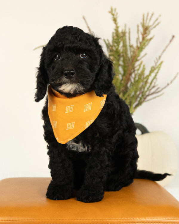 Bumble - Image 2