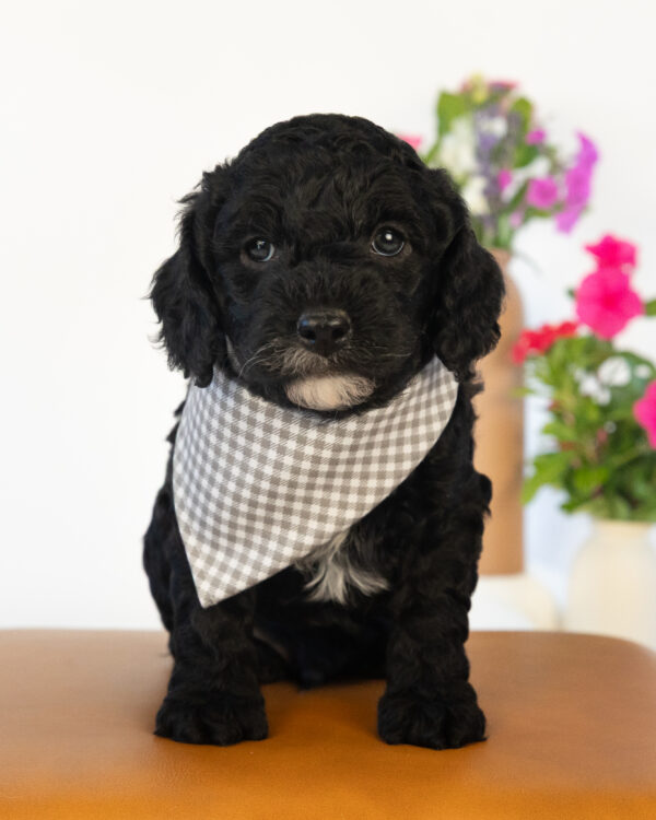 Bumble - Image 3