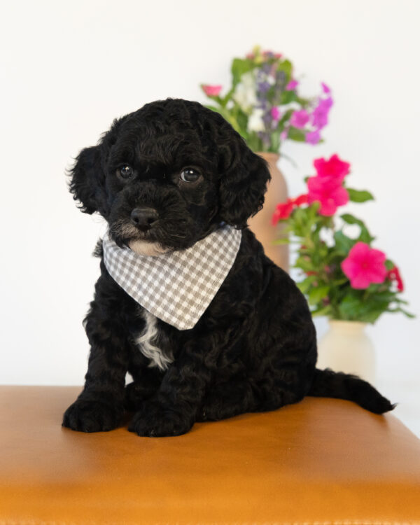 Bumble - Image 4