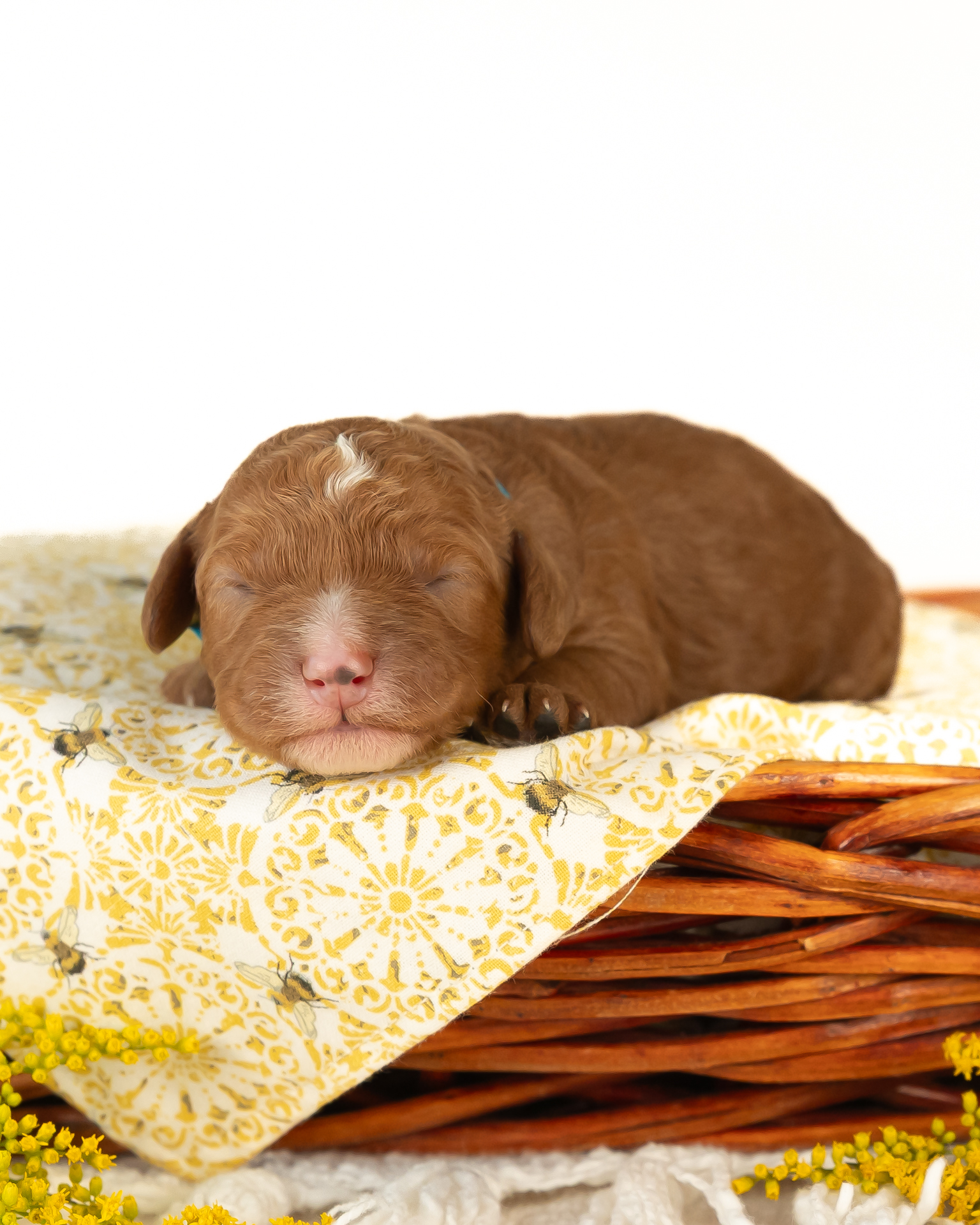 Goldberry's Litter