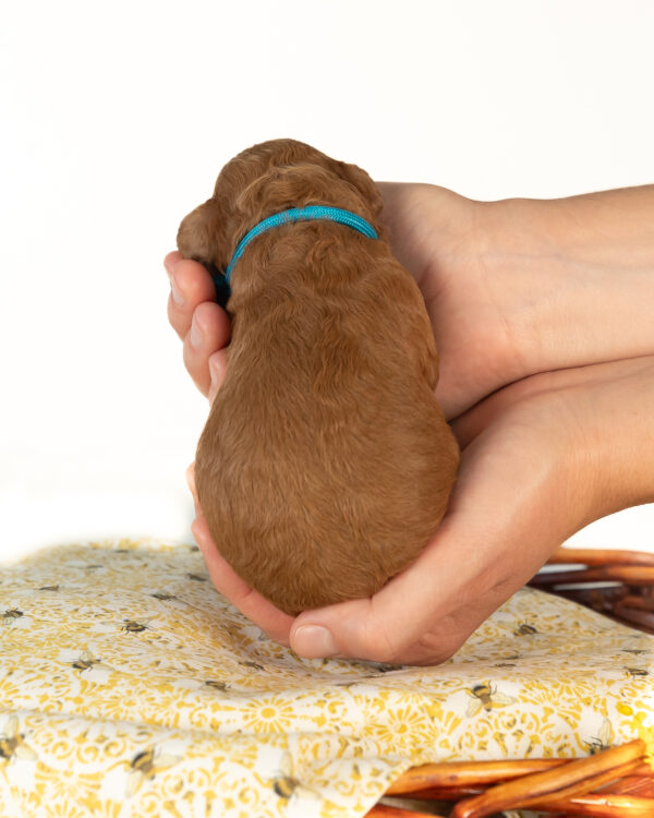 Clover - Image 4