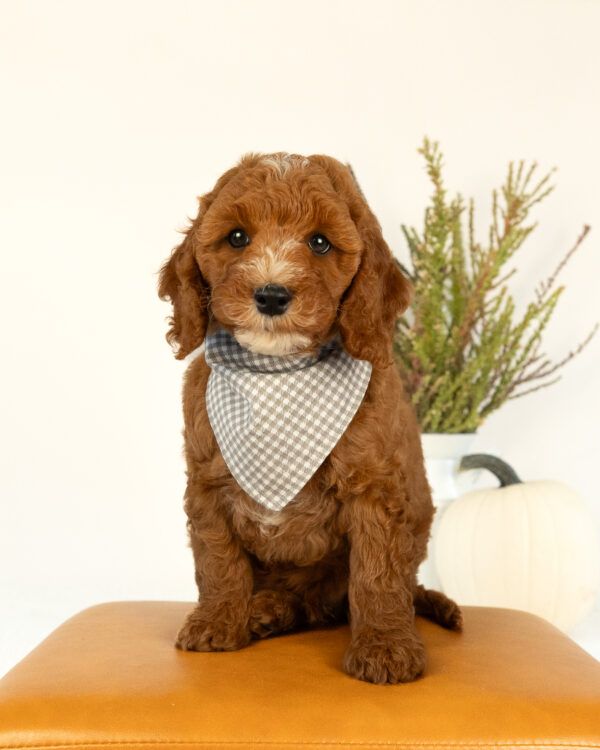 Clover - Image 2