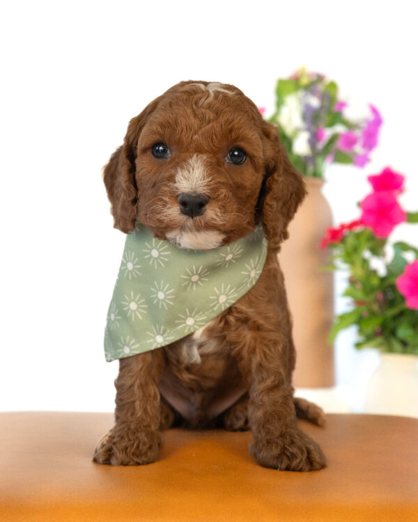 Clover - Image 3